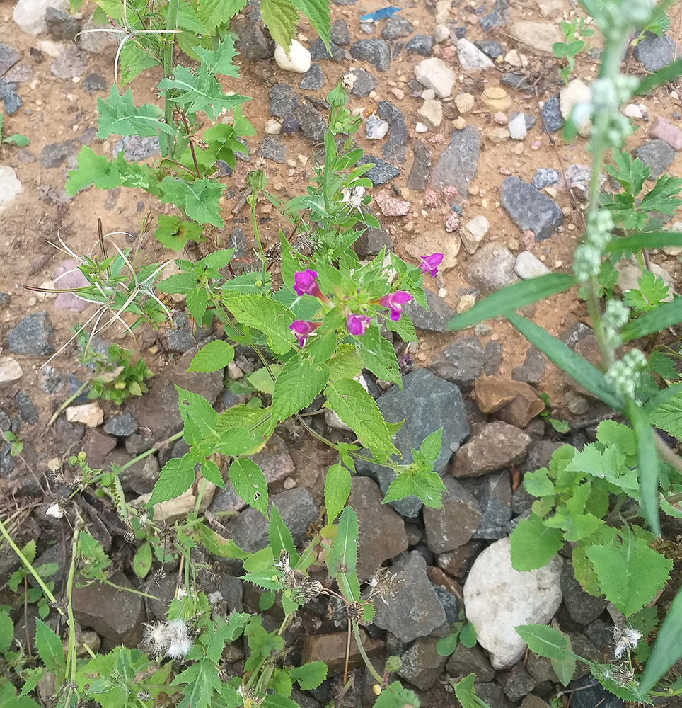 Изображение особи Galeopsis pubescens.