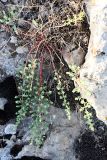 Hypericum scabrum. Растение на каменистом склоне. Южный Казахстан, горы Каракус. 25.05.2010.