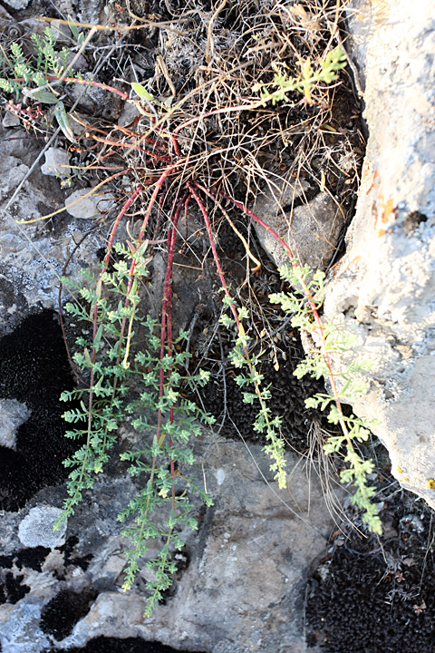 Изображение особи Hypericum scabrum.