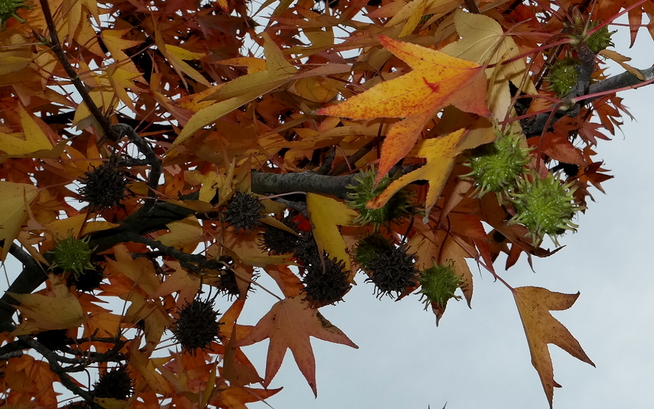 Image of Liquidambar styraciflua specimen.