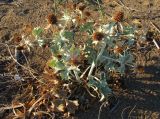 Eryngium maritimum