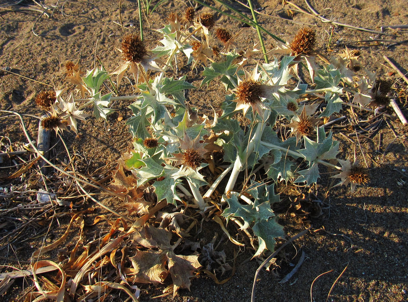 Изображение особи Eryngium maritimum.