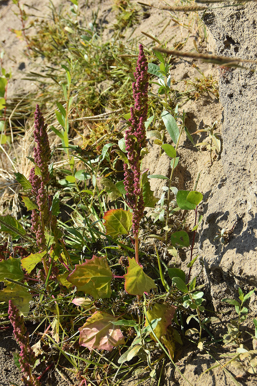 Image of Oxybasis rubra specimen.