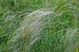 род Stipa. Цветущее растение. Алтайский край, Змеиногорский р-н, восточный берег оз. Колыванское, степь. 28.06.2021.