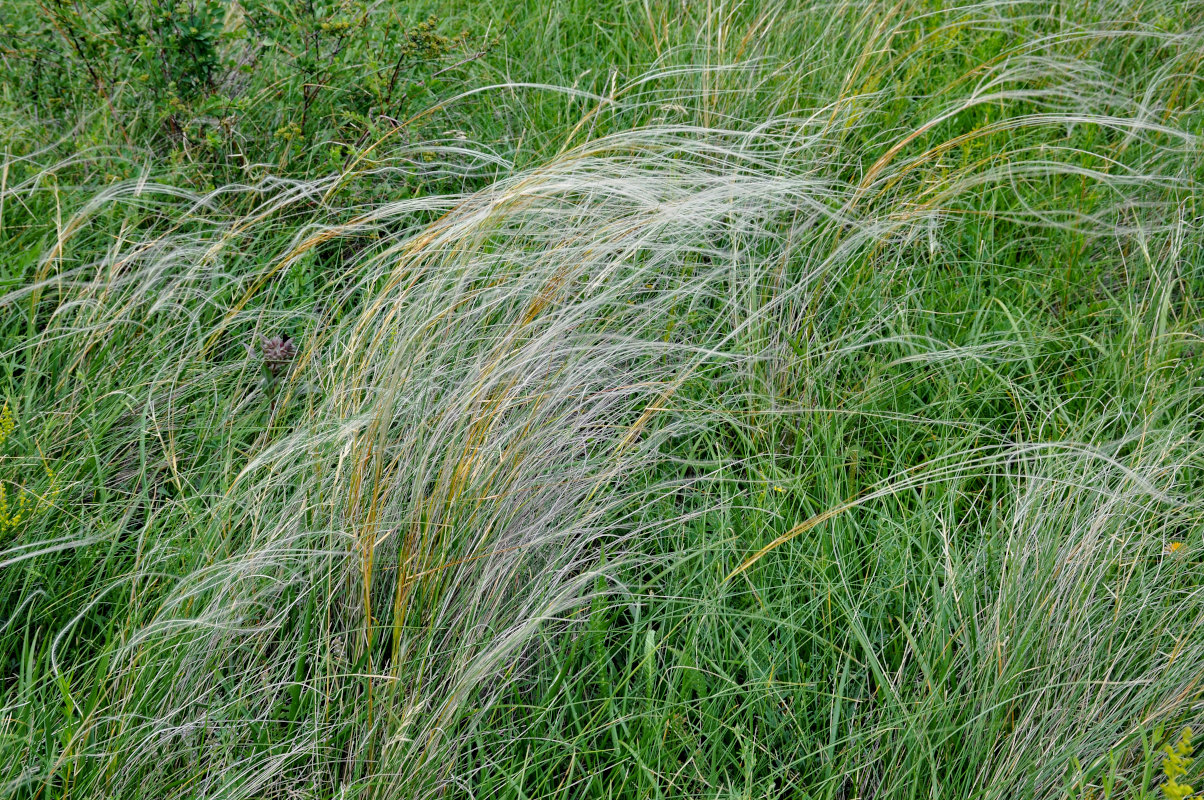 Изображение особи род Stipa.