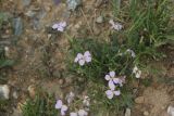 Dontostemon perennis. Цветущее растение. Республика Алтай, Кош-Агачский р-н, край Чуйской котловины, ур. Тархетинский мегалитический комплекс, высота 2000 м н.у.м. 2 августа 2020 г.