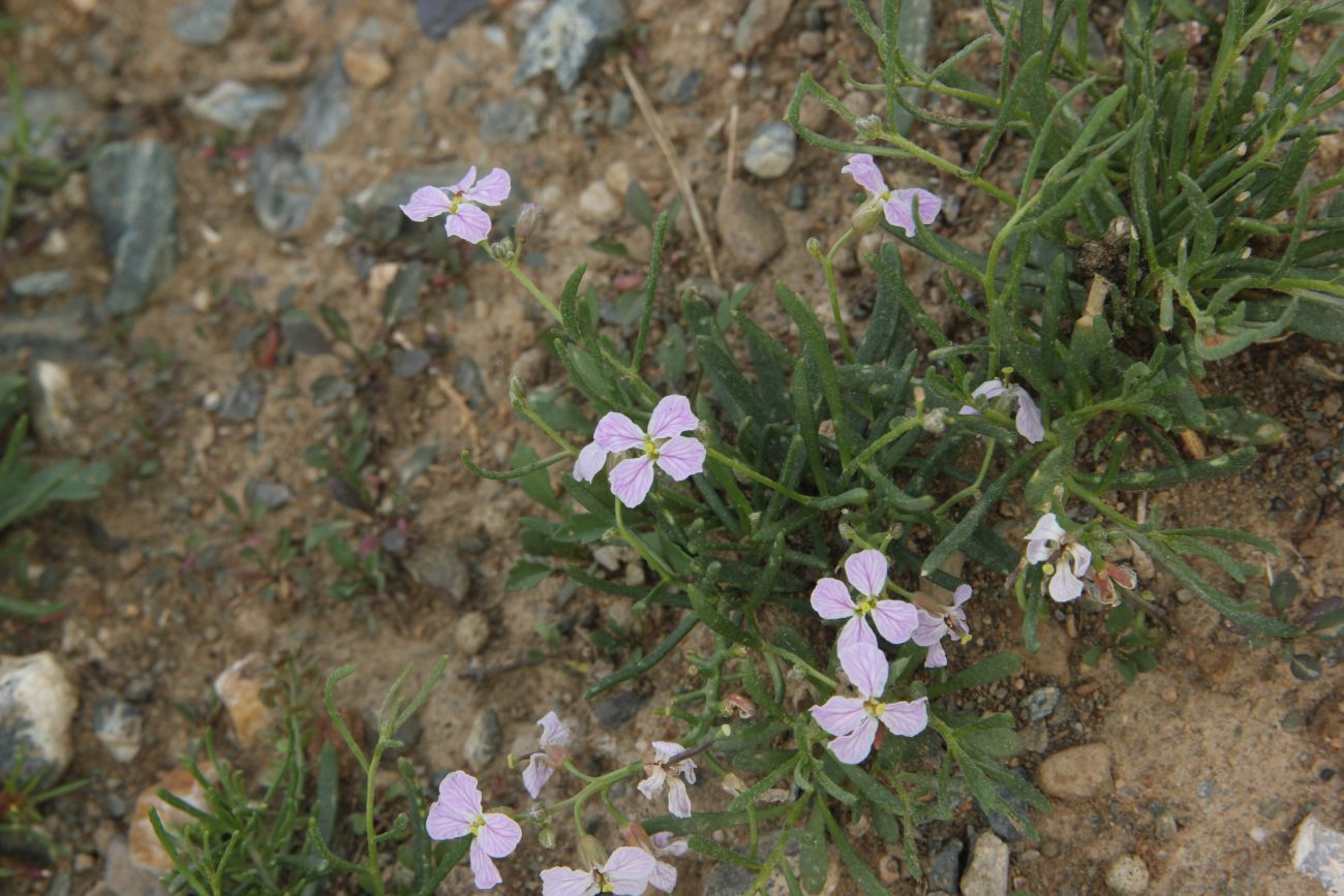 Изображение особи Dontostemon perennis.