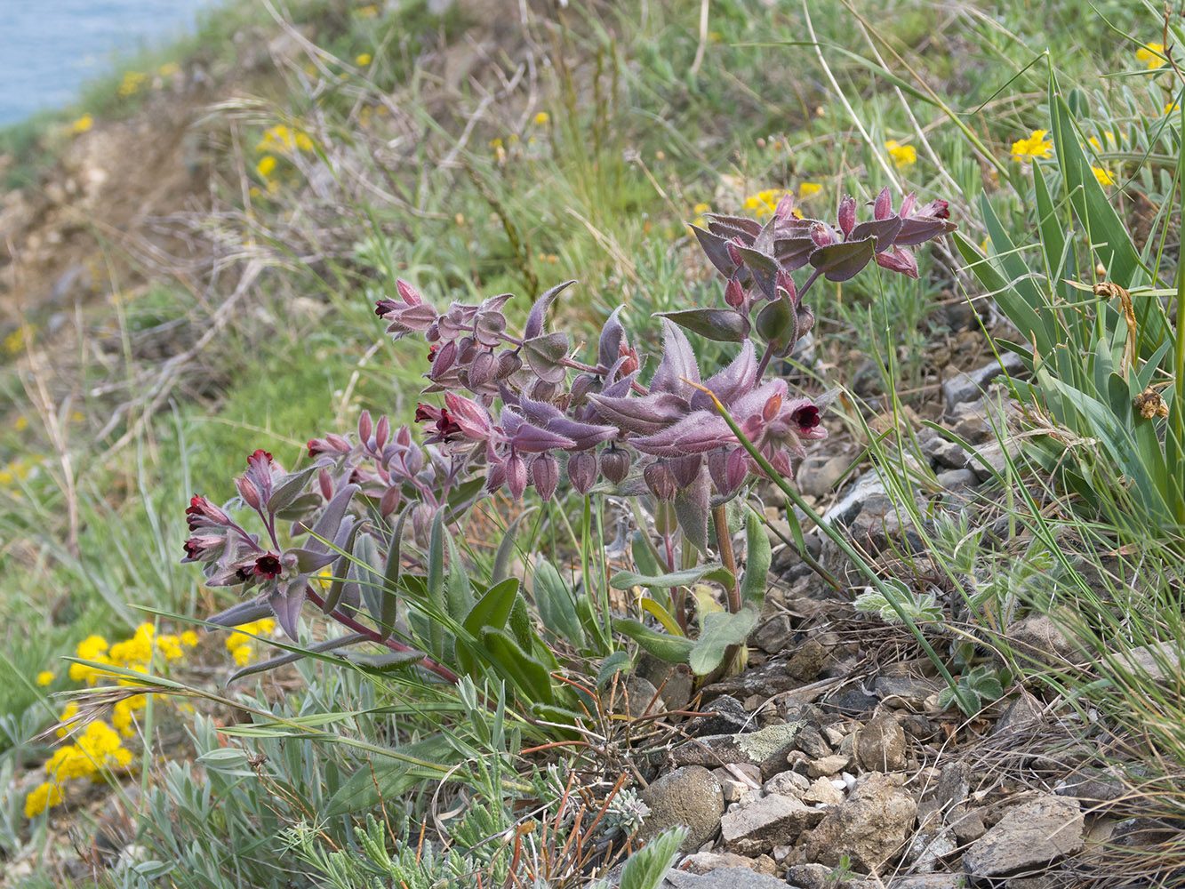 Image of Nonea taurica specimen.