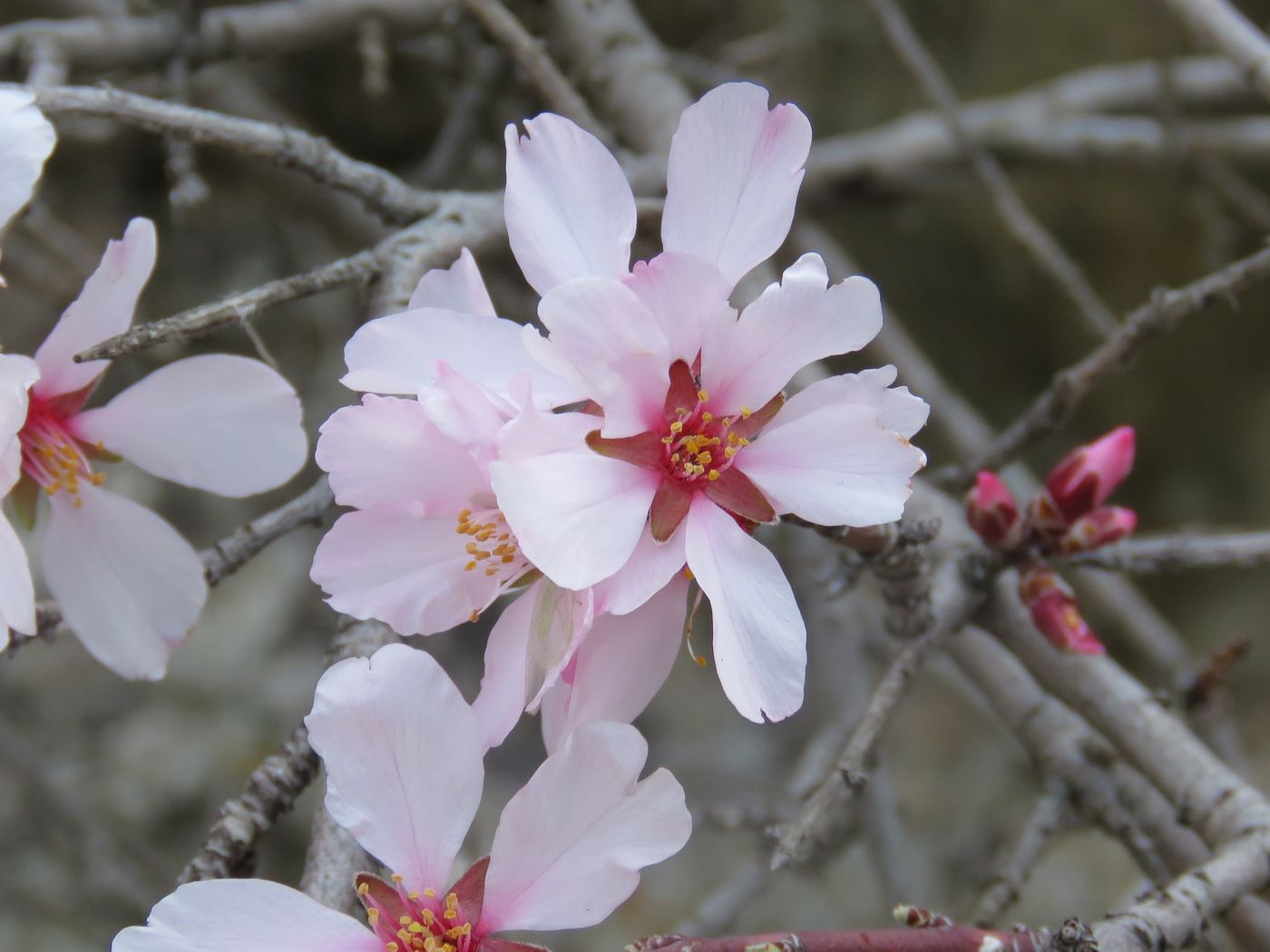 Изображение особи Amygdalus bucharica.