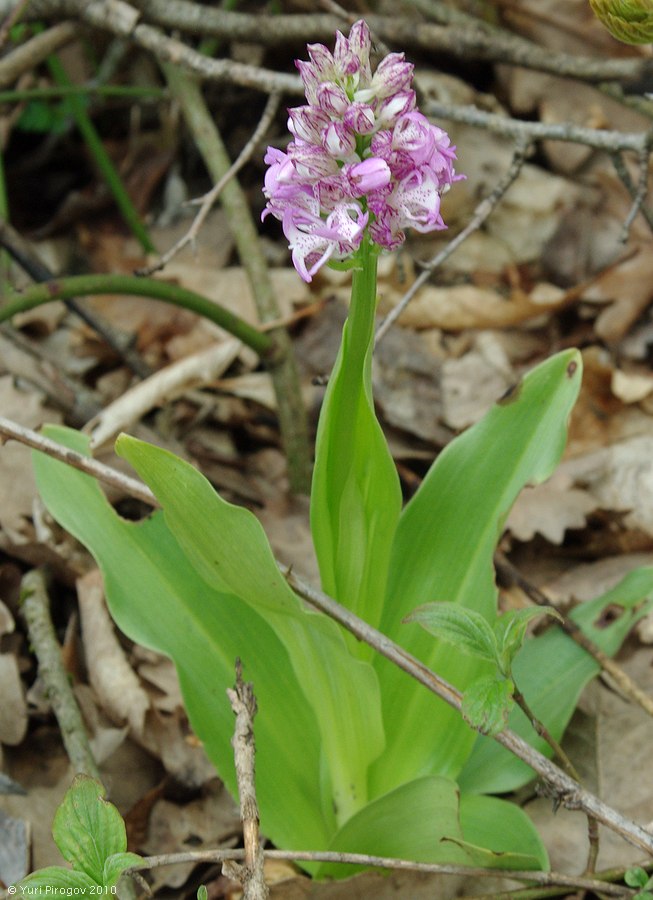Изображение особи Orchis &times; angusticruris nothosubsp. transcaucasica.