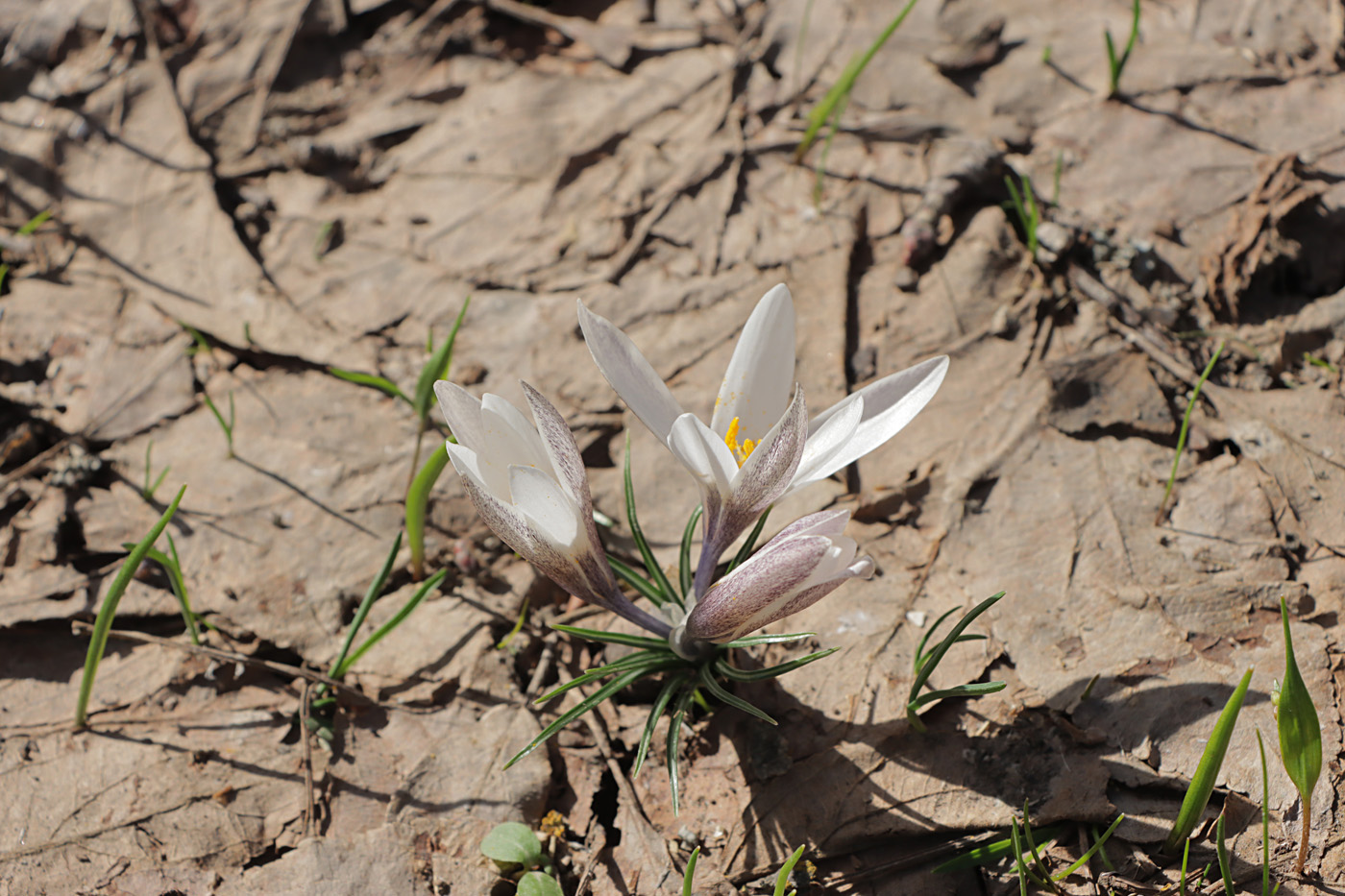 Изображение особи Crocus alatavicus.