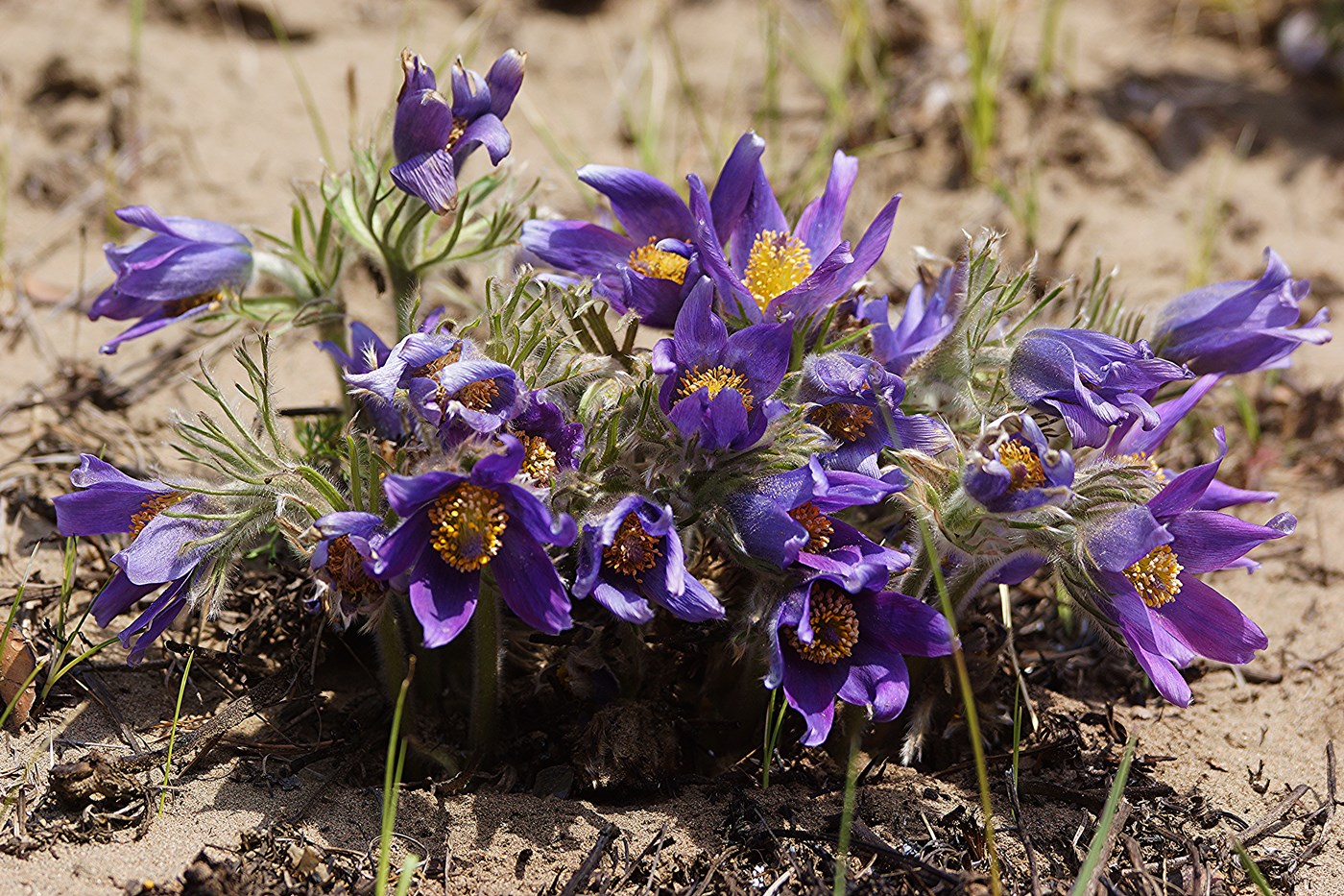 Изображение особи Pulsatilla turczaninovii.