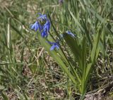 Scilla siberica