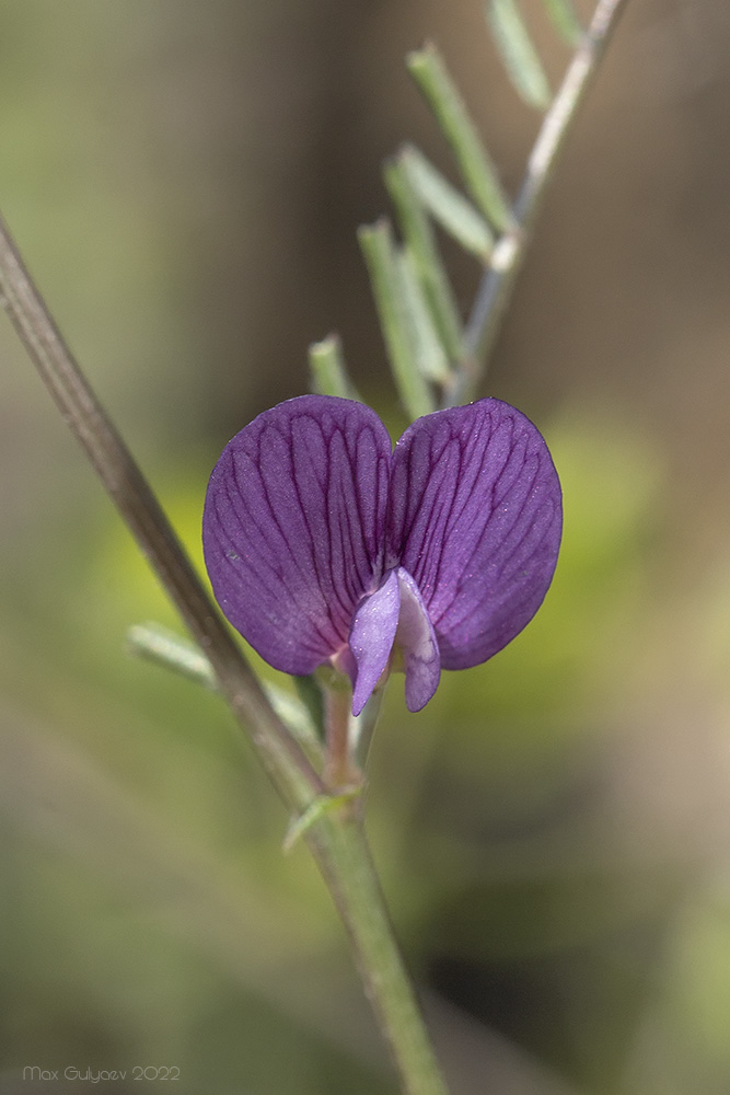 Изображение особи Vicia peregrina.