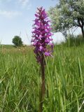 Dactylorhiza umbrosa