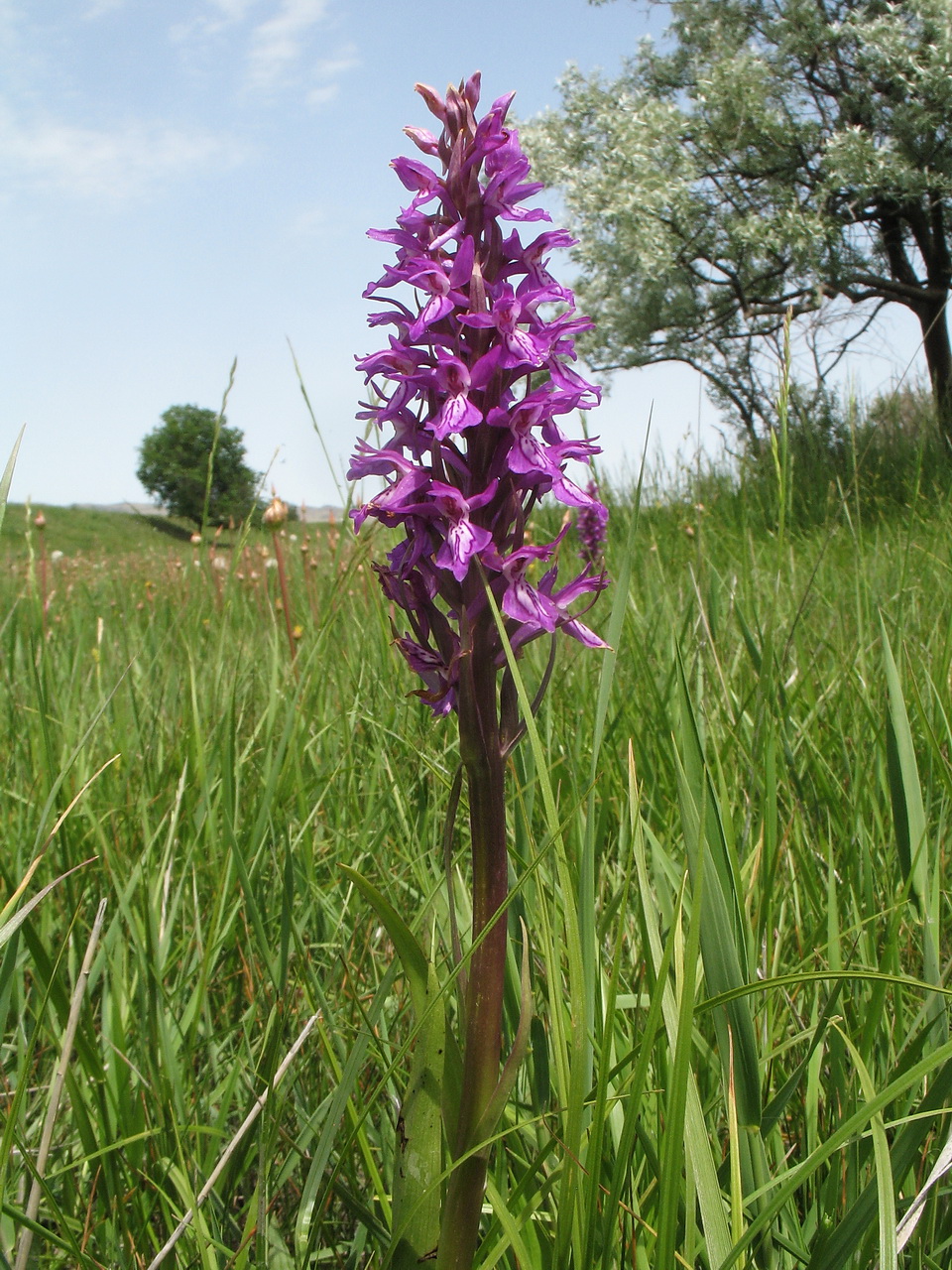 Изображение особи Dactylorhiza umbrosa.