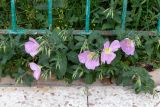 Oenothera speciosa