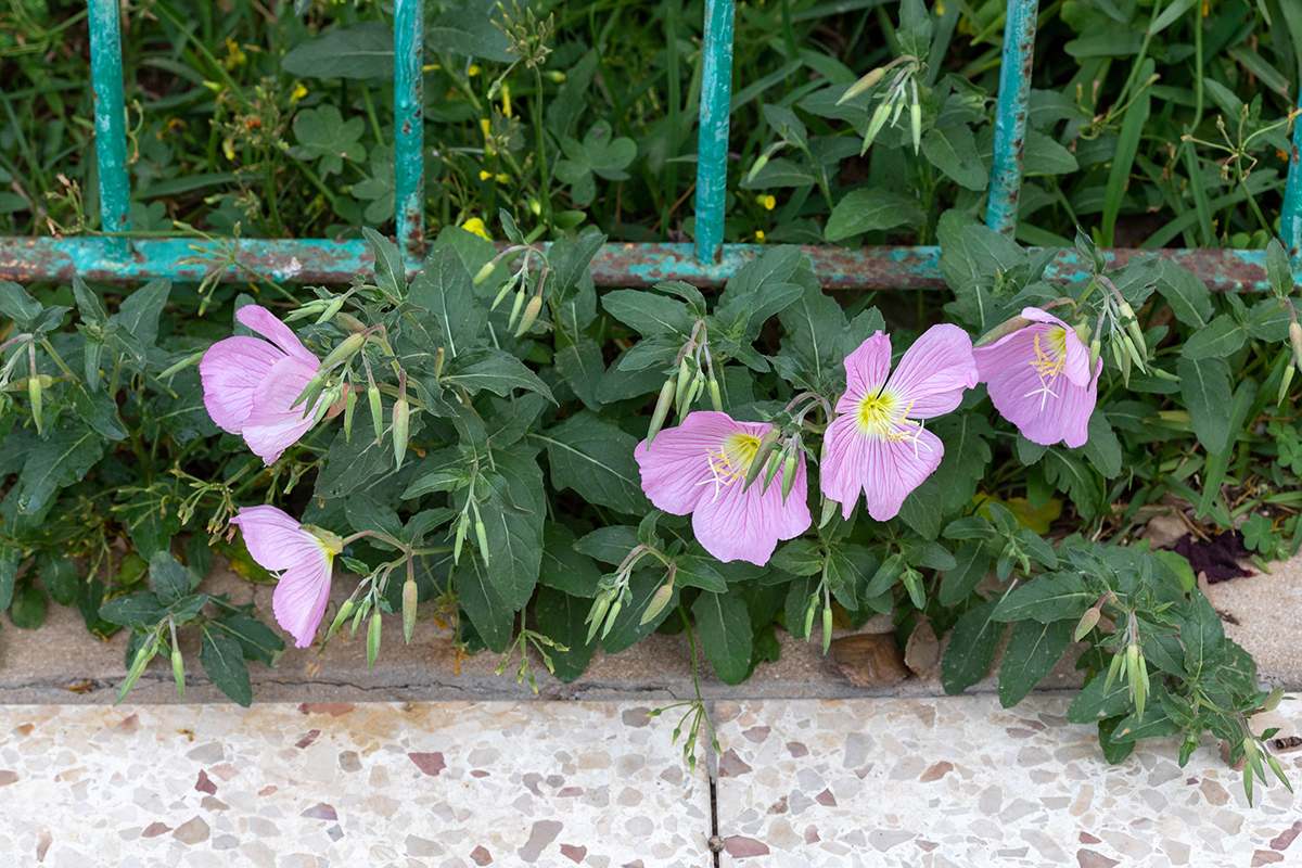 Изображение особи Oenothera speciosa.