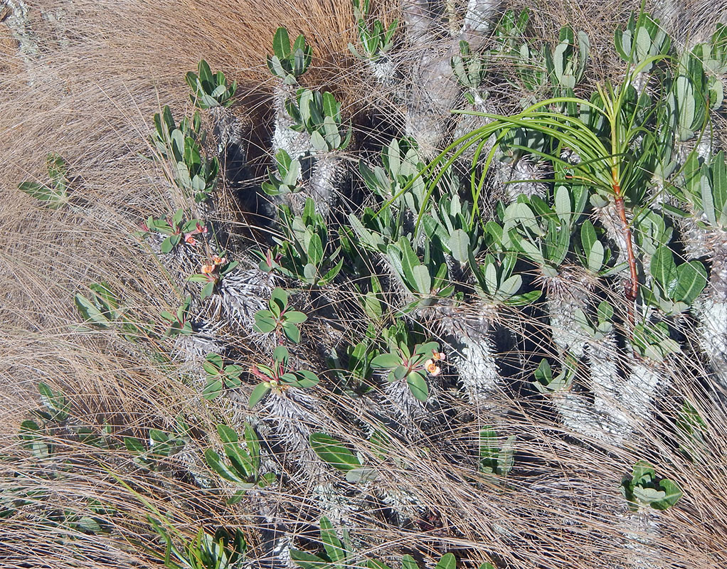 Image of Pachypodium rosulatum specimen.