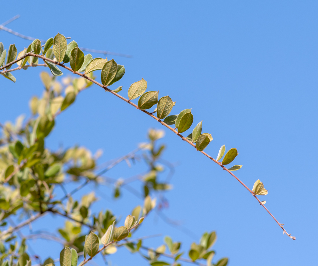 Image of Combretum molle specimen.