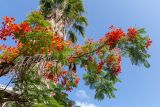 Delonix regia