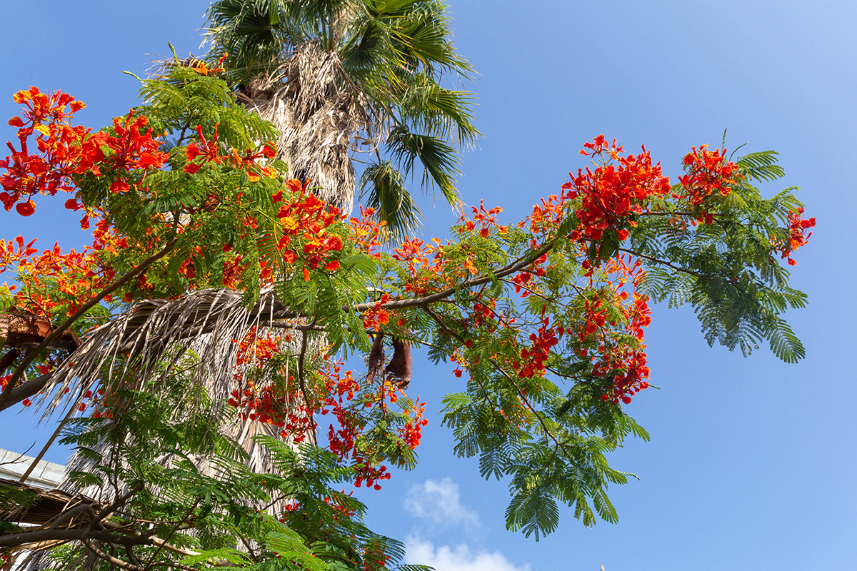 Image of Delonix regia specimen.