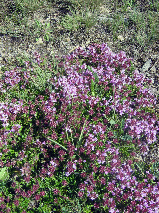 Изображение особи род Thymus.