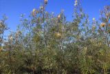 genus Grevillea