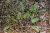 genus Rumex