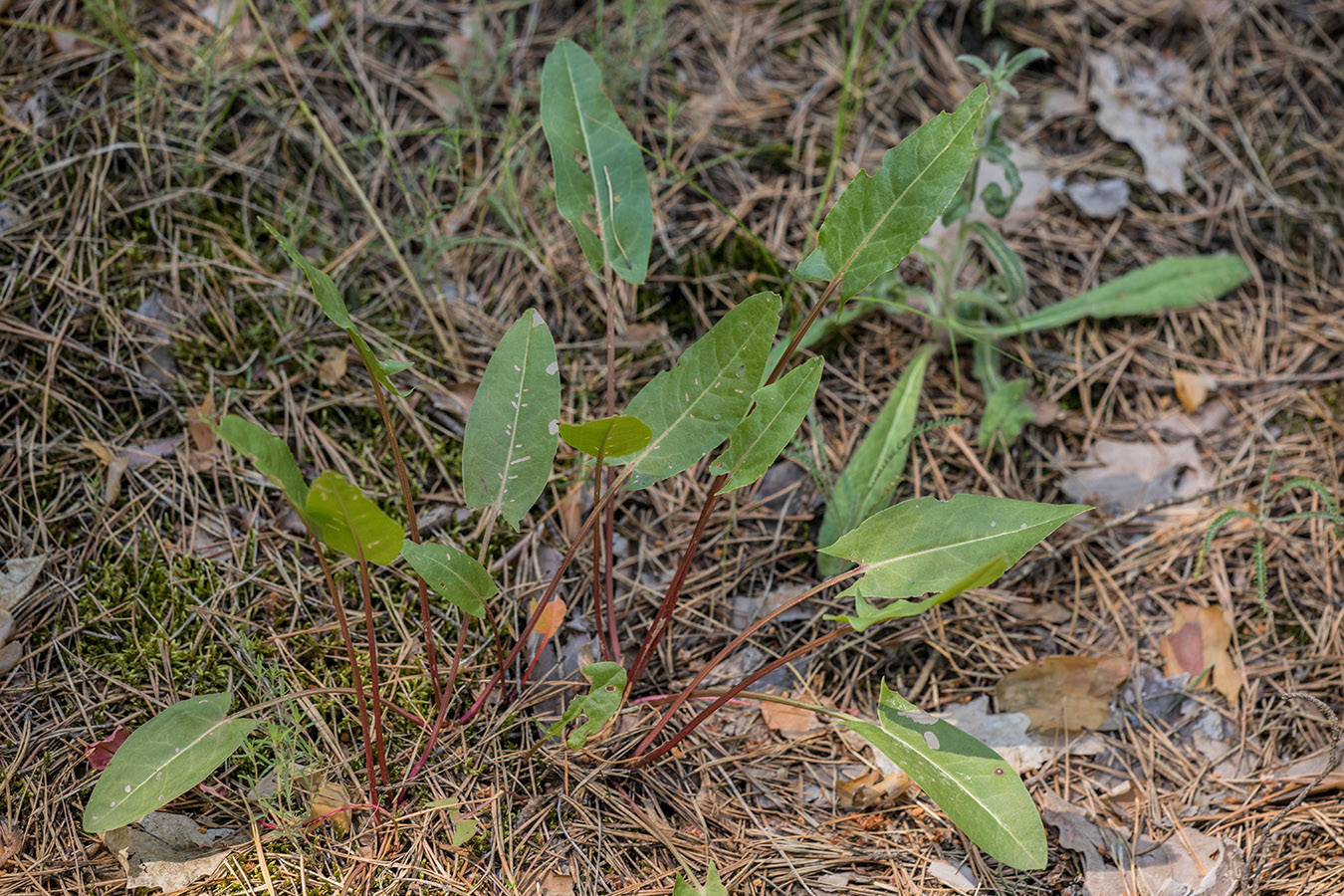 Изображение особи род Rumex.