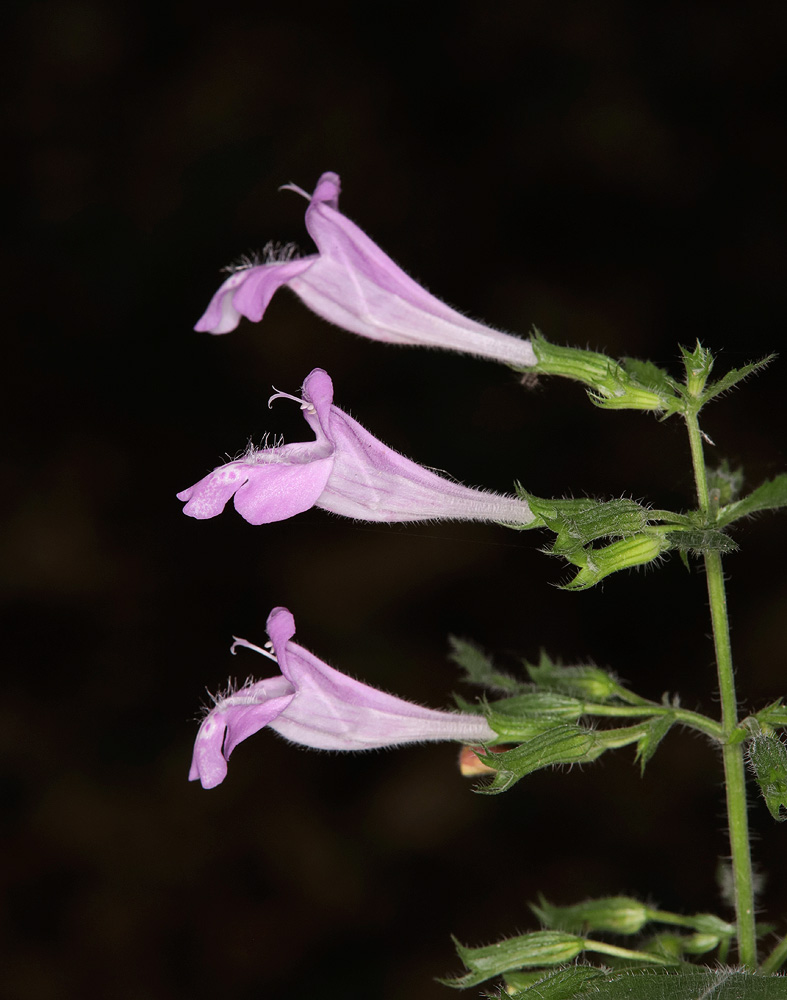 Image of Drymosiphon grandiflorus specimen.