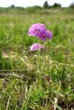 Primula farinosa