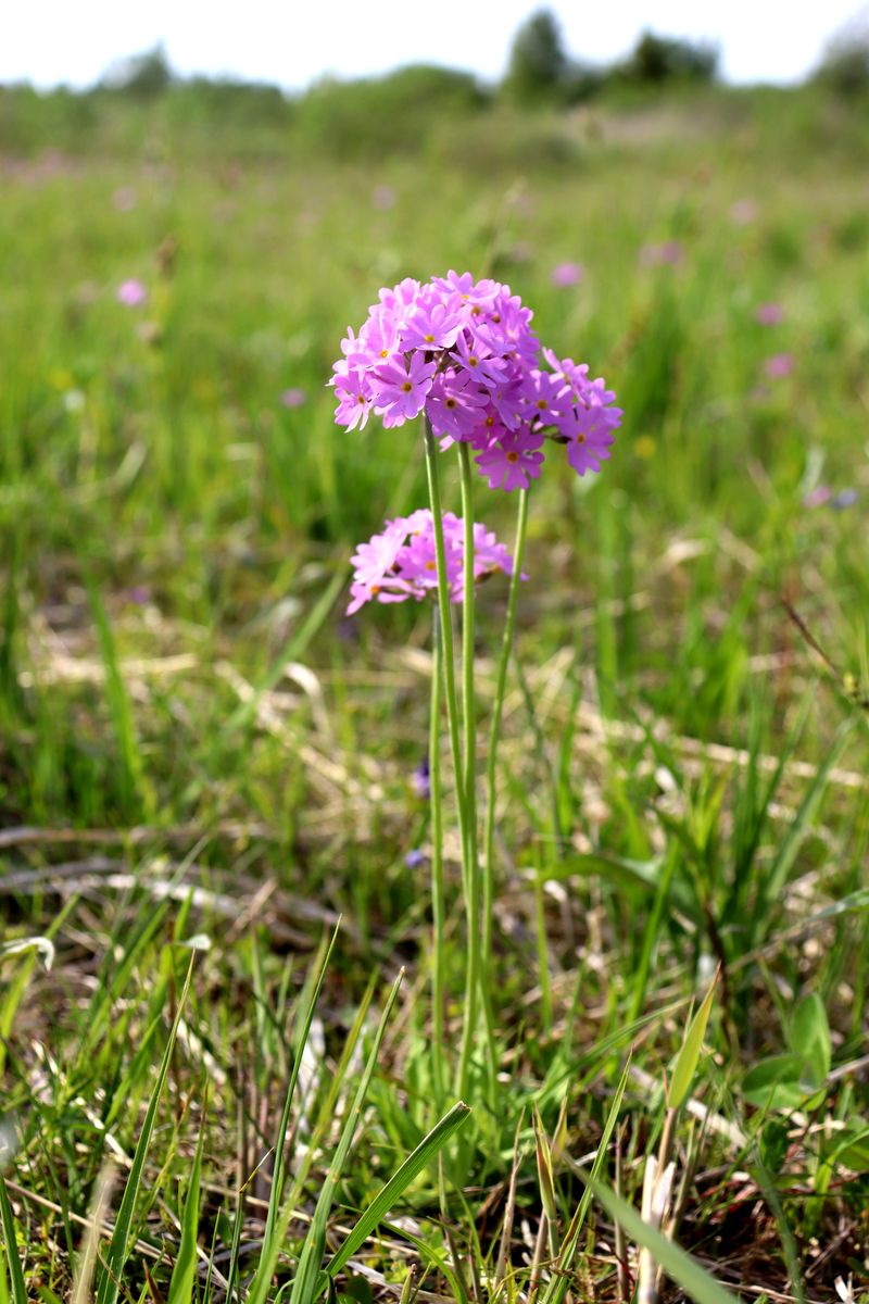 Изображение особи Primula farinosa.