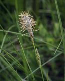 Carex hirta
