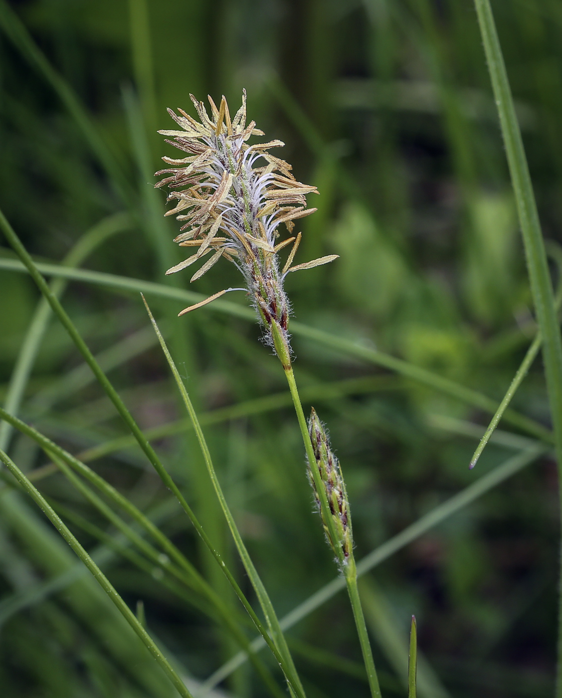 Изображение особи Carex hirta.