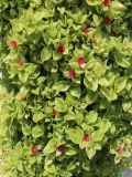 Aptenia cordifolia. Цветущее растение. Турция, г. Анталья, в городском озеленении. 22.08.2022.