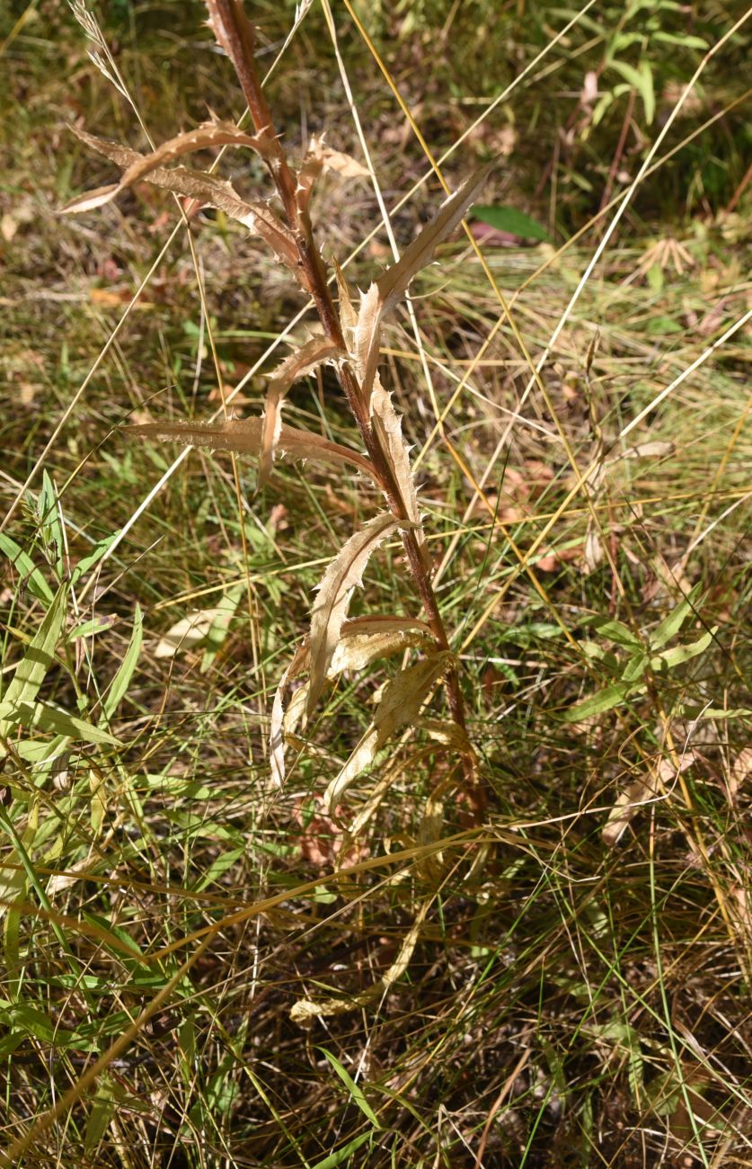 Изображение особи Carlina biebersteinii.