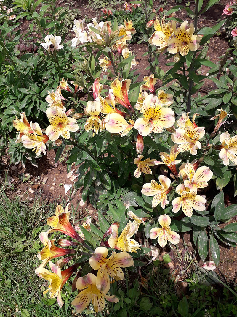 Изображение особи род Alstroemeria.