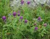 Astragalus davuricus