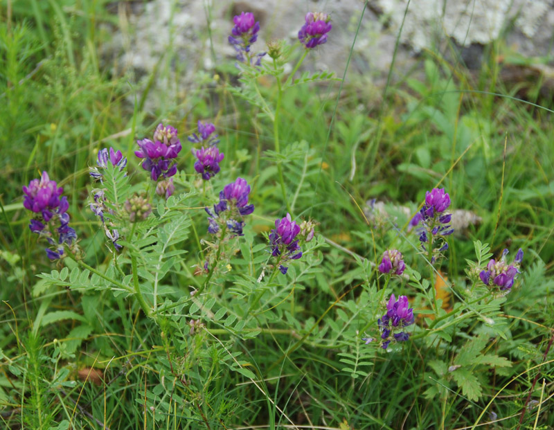 Изображение особи Astragalus davuricus.