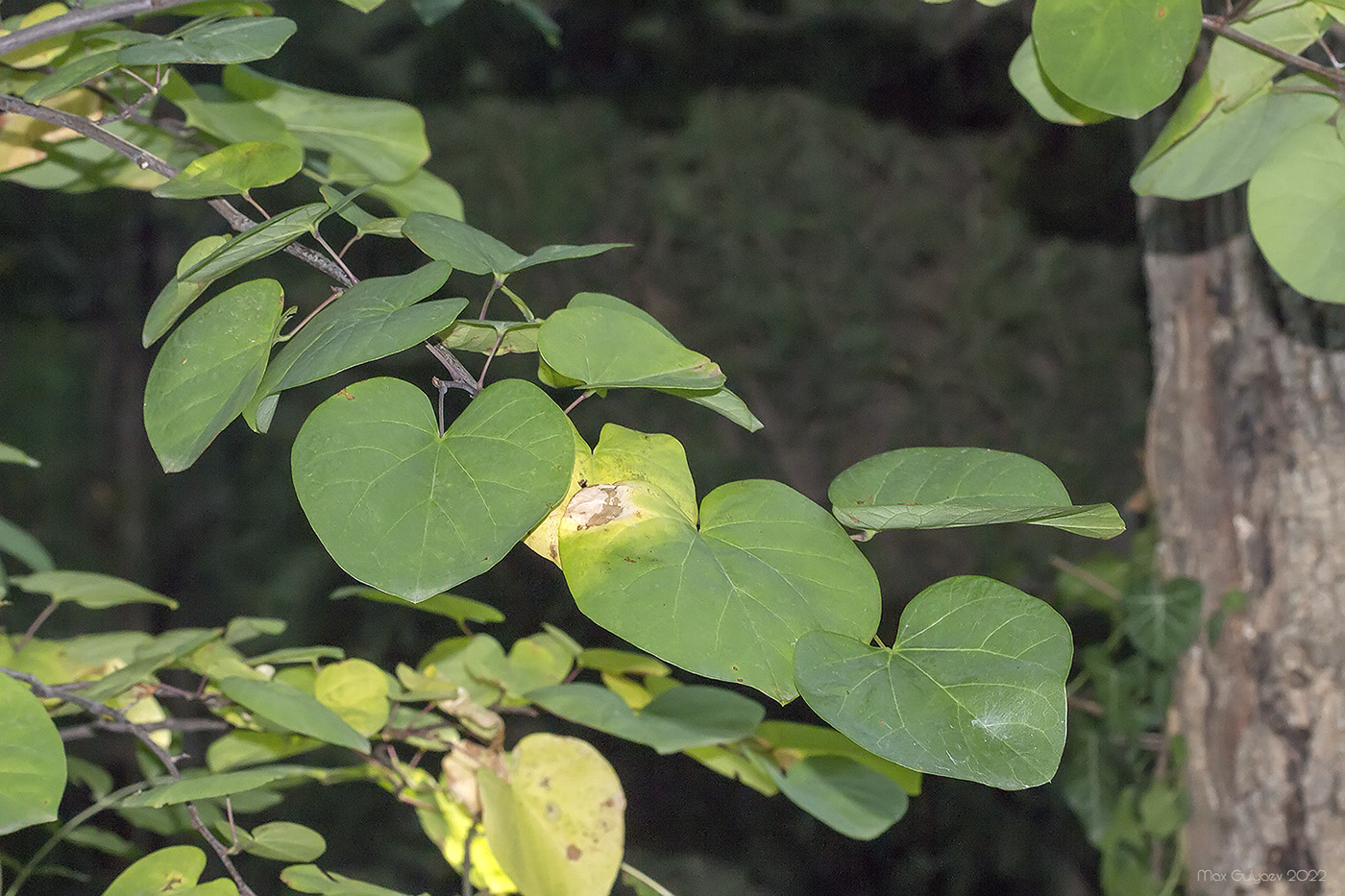 Image of Cercis griffithii specimen.