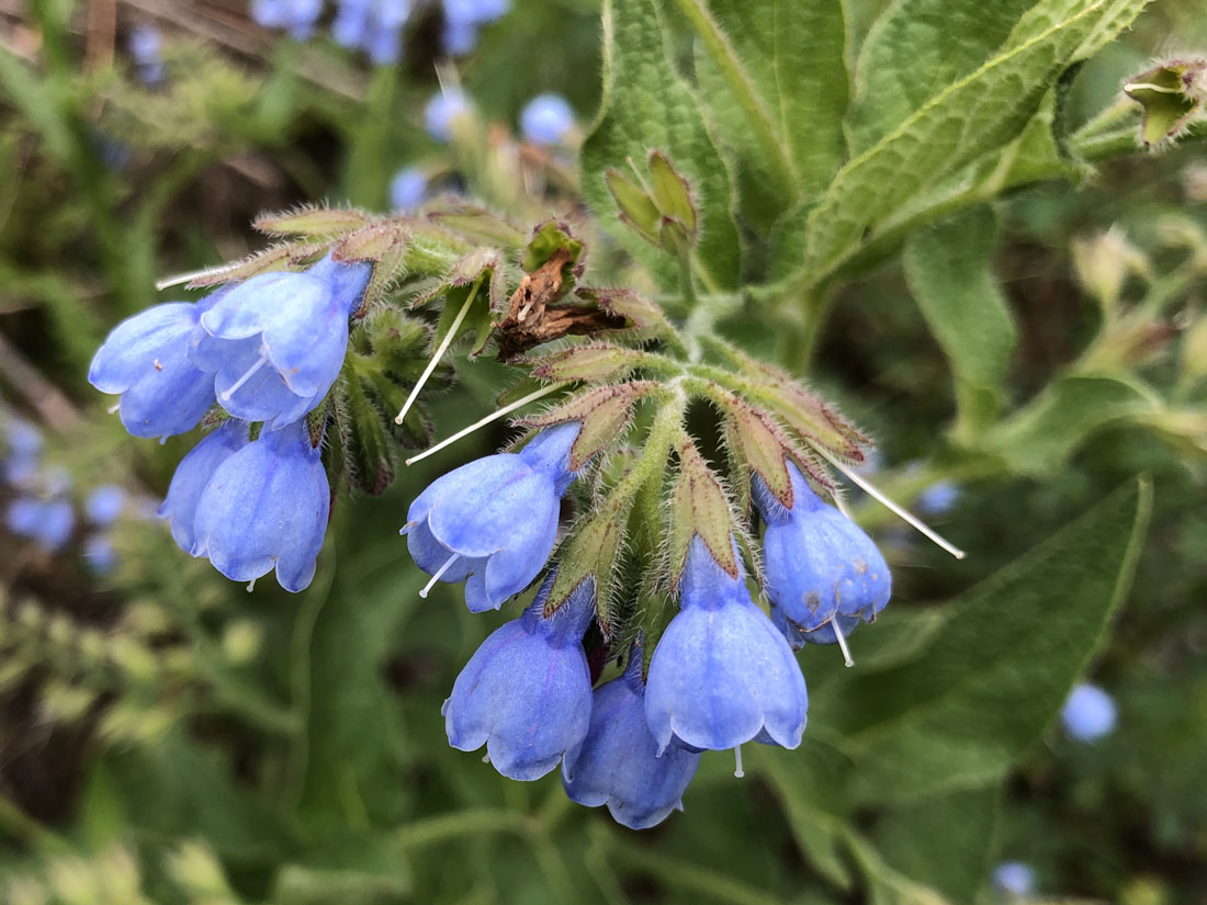 Изображение особи Symphytum caucasicum.