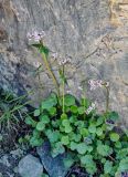 genus Valeriana