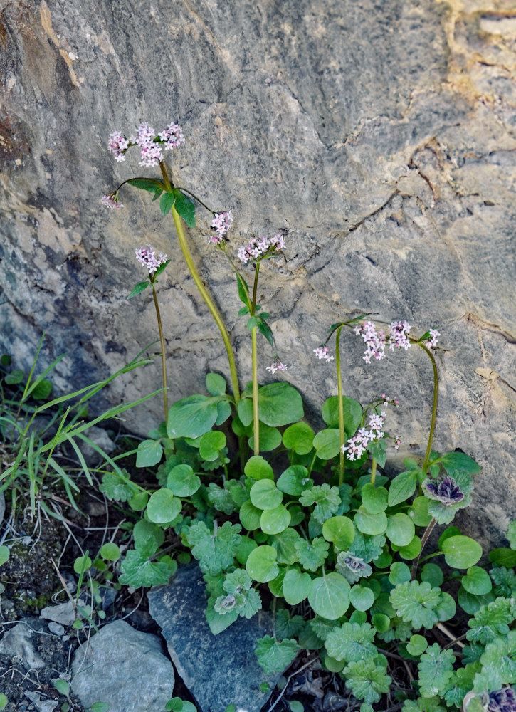 Изображение особи род Valeriana.