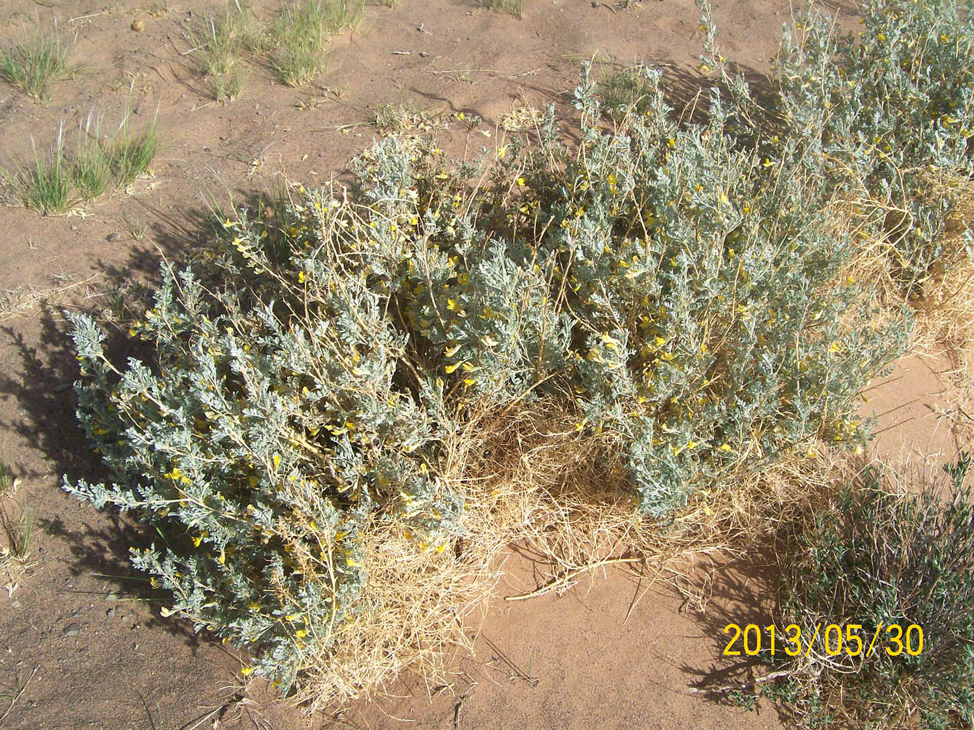 Image of Caragana korshinskii specimen.