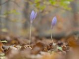 Crocus speciosus