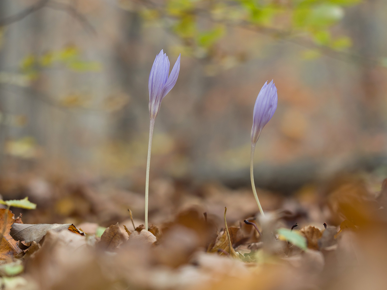 Изображение особи Crocus speciosus.