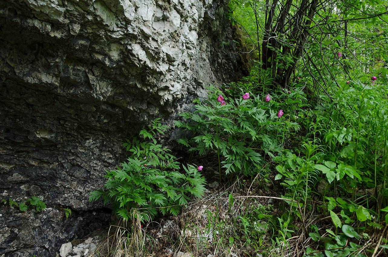 Image of Paeonia anomala specimen.