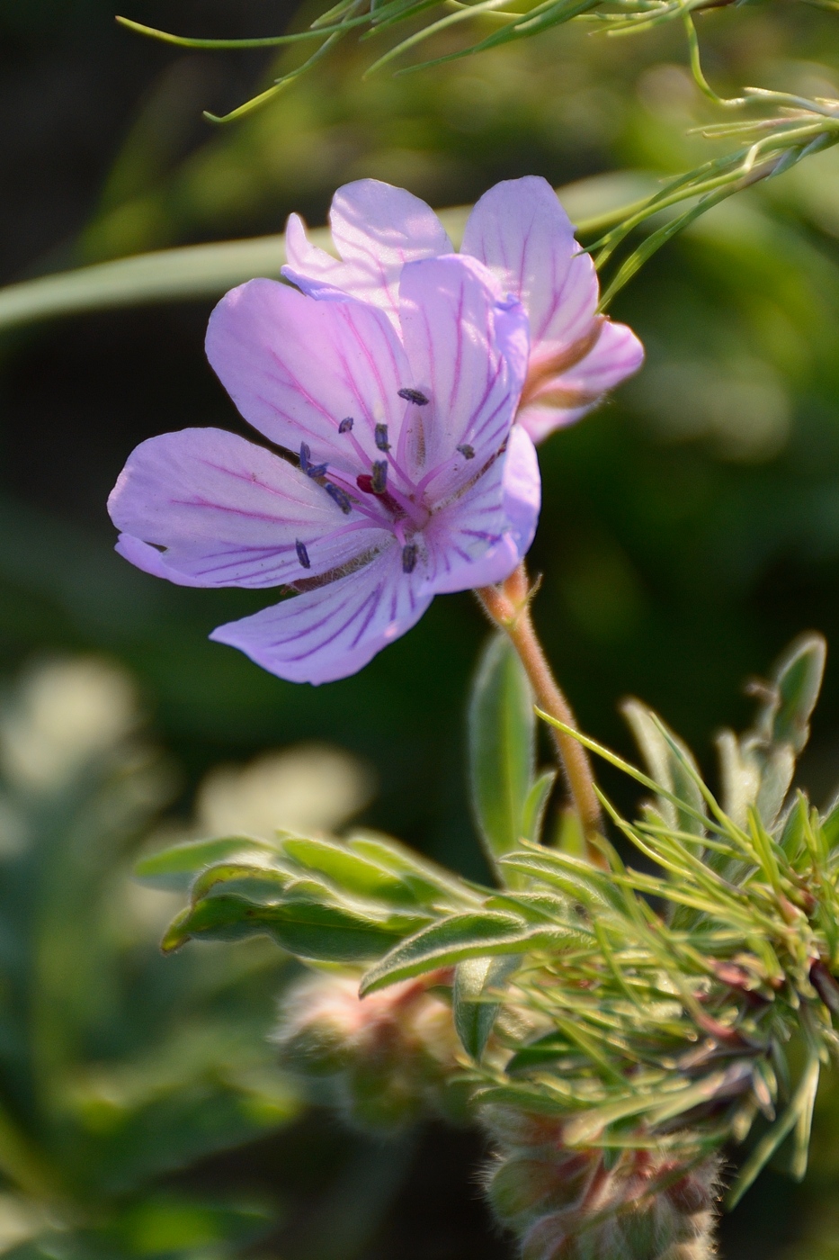 Изображение особи род Geranium.