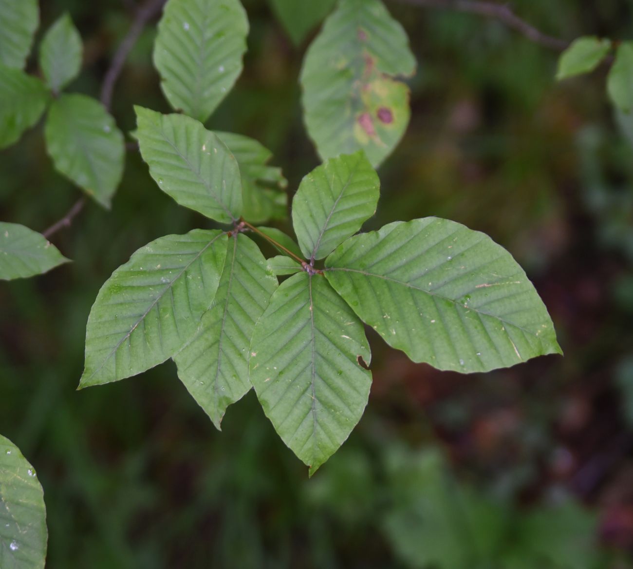 Изображение особи Fagus orientalis.